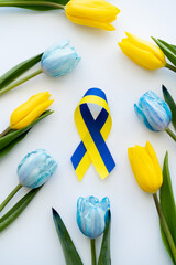 Wall Mural - Top view of blue and yellow ribbon near tulips on white background.