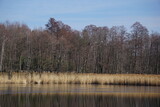 Fototapeta Na ścianę - Wczesnowiosenny widok na staw Śmieszek w Żorach w Polsce. Nieożywiona jeszcze natura woku wody.