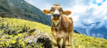 Animal background banner panorama - Funny cow in the mountains Allgäu Austria Alps, on green fresh meadow