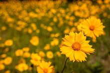 Field Of Coreopsis Wildflowers, Bright In The Sunshine At Kohler-Andrae State Park, Sheboygan, Wisconsin In Late June