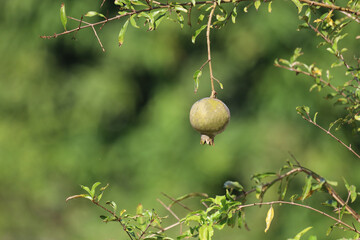 The green Pomegranate fruit on tree on green nature background