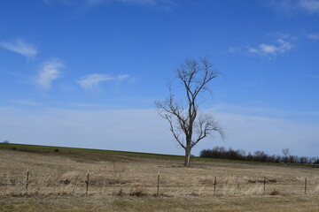 Poster - Lone Tree in a Field