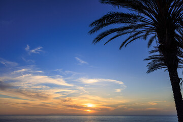 Wall Mural - sunset over the sea, palm tree at sunset,