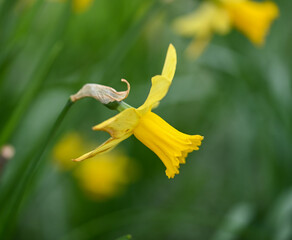 Poster - Beautiful close-up of a daffodil