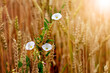 Field bindweed in a field among wheat ears