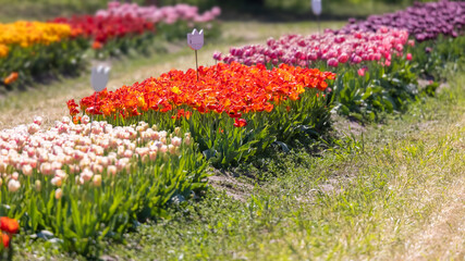 Sticker - Colorful tulip flower beds in Holland Michigan seasonal show, Selective focus.