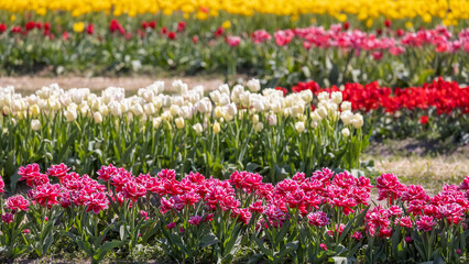 Sticker - Row of colorful tulip flower beds in Holland Michigan during spring time, Selective focus.