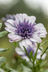 Wall Mural - Osteospermum Daisy or Cape Daisy Flower Isolated over natural Background. Close-up macro