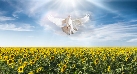 yellow field with sunflowers against a bright blue sky with white clouds, flag of ukraine