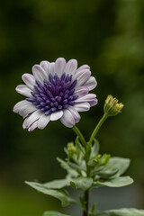 Wall Mural - Osteospermum Daisy or Cape Daisy Flower Isolated over natural Background. Close-up macro