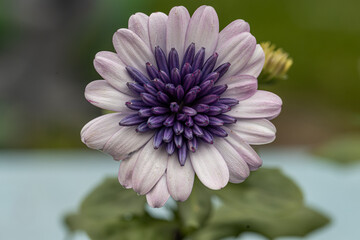 Wall Mural - Osteospermum Daisy or Cape Daisy Flower Isolated over natural Background. Close-up macro