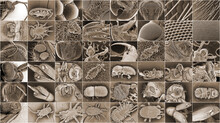 Insect Electron Microscope Photos. Beetles, Parasitic Ticks, Flea, Lice, Wasps And Bees