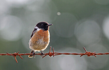 Wall Mural - Beautiful and colorful male stonechat (Saxicola rubicola) perched on a barbed wire early in the morning. Stunning exotic bird with back light, natural background and vibrant orange colors.