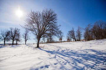 Wall Mural - Sunlight Shining Through Winter Snowy Forest Landscape. Shadows On Snow Ground. Beautiful Winters Day. Winter wonderland.	
