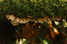 Oyster Mushrooms On A Log