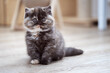 Niedliche Britisch Kurzhaar Kitten Katzenbabys