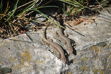 A Couple Of Common Wall Lizard (Podarcis Muralis) In The Cantabrian Mountains In Spring, Spain. The Female On The Left And The Male On The Right