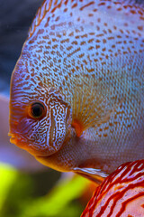 Wall Mural - Portrait eines Diskus im Aquarium, Diskufisch gehört zu den Buntbarschen.