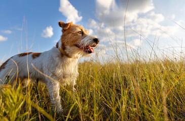 Wall Mural - Banner a beautiful happy dog panting in the meadow grass. Hiking, walking with pet in spring or summer.