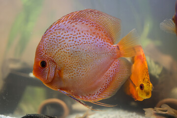 Wall Mural - Portrait eines Diskus im Aquarium, Diskufisch gehört zu den Buntbarschen.