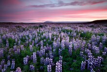 Lupine Country In Iceland