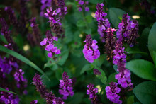 Pink/Purple Blooming Flowers Of Perennial Salvia