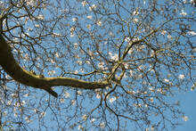 Blossoming White Magnolia Flowers And Branches Of A Tree Against The Blue Sky