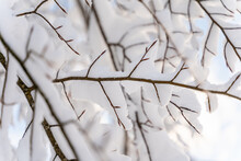 Snow-covered Tree Branches In The Wood