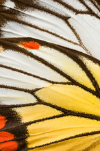 'Painted Jezebel' Butterfly Wing, Closeup