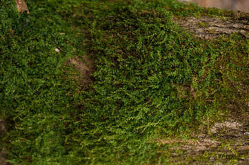 Wall Mural - Embossed texture of the bark of oak. Photo of the oak texture with moss