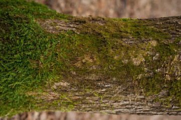 Wall Mural - Embossed texture of the bark of oak. Photo of the oak texture with moss