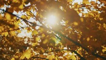 Close Up View Of Sunlight Shine Through Foliage In Trees Woods. Fall Branch. Yellow Autumn In Forest Landscape.