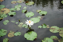 White Blooming Lily In Koi Pond With Lily Pads.