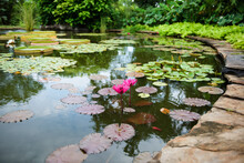 Koi Pond With Lilypads And Water Lilies