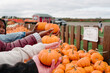 © Gabriel (Gabi) Bucataru/Stocksy - Diverse teens holding pumpkins