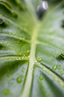 Detalhes de uma folha verde com algumas gotas de água da chuva. Fotografia macro. 