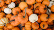 © Gabriel (Gabi) Bucataru/Stocksy - Various pumpkins