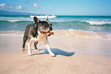 Black And White Frenchton, Boston Terrier And French Bull Dog, At The Beach