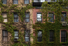 Facade Covered By Plants