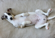 Cute Portrait Of Whippet Puppy Rolled Over 