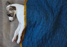 Cute Portrait Of Whippet Puppy Sleeping At Home On Bed