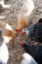 Chickens On A Farm