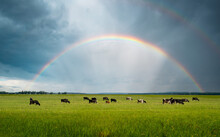 Rainbow Over The Farm. Cows Are Eating Grass.