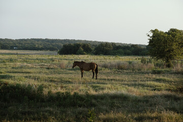 Poster - Dun horse in rural Texas landscape on ranch with scenic background of pasture field.