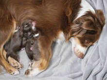 New Born Puppies