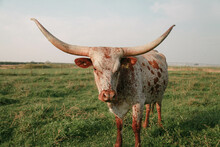 Single Longhorn Cow Looking At Camera