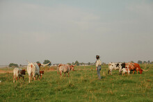Woman Rancher Standing In Pasture With Herd Of Cows