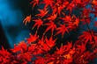 © Leslie Taylor/Stocksy - Set of Red Japanese Maple Leaves