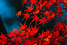 Set Of Red Japanese Maple Leaves