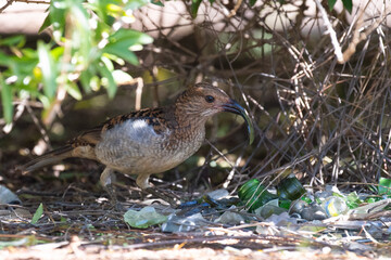 spotted bowerbird decorating its bower with green pieces of glass in outback Australia.